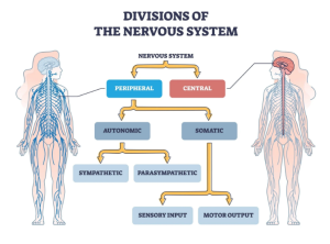 Central Nervous System vs Peripheral Nervous System
