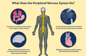 list characteristics of the pns