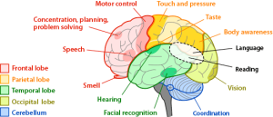 Understanding Function Brain Regions: What Actually Happens Up There