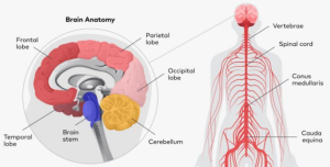Central Nervous System Disorders Originate